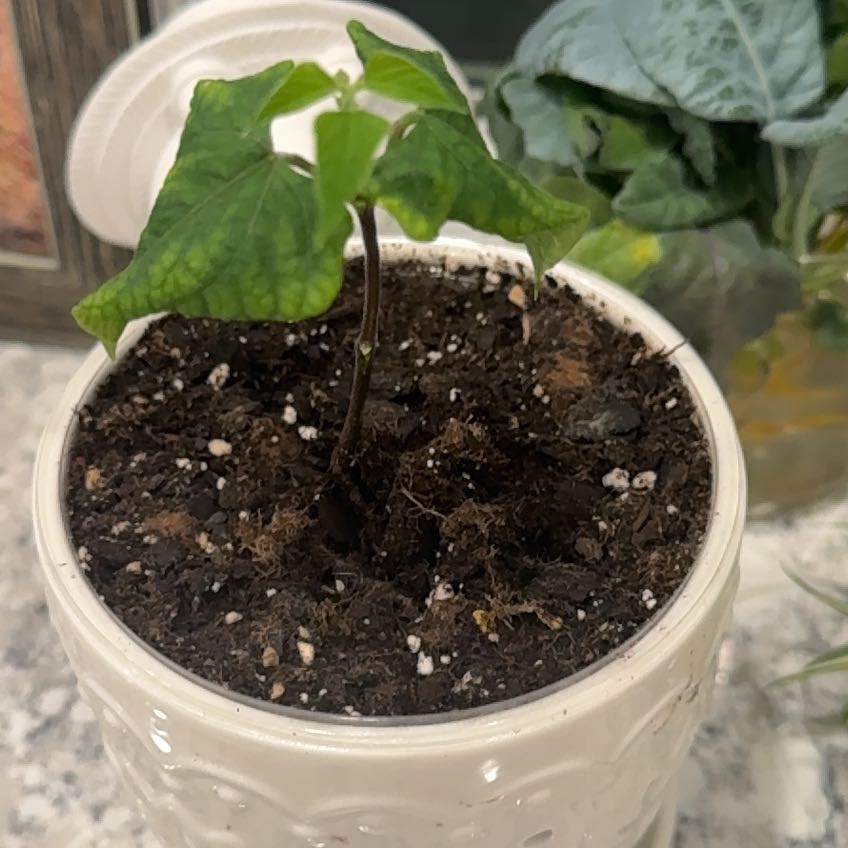 Photo of the plant species Common Bean by @serenekayla named James Bean on Greg, the plant care app