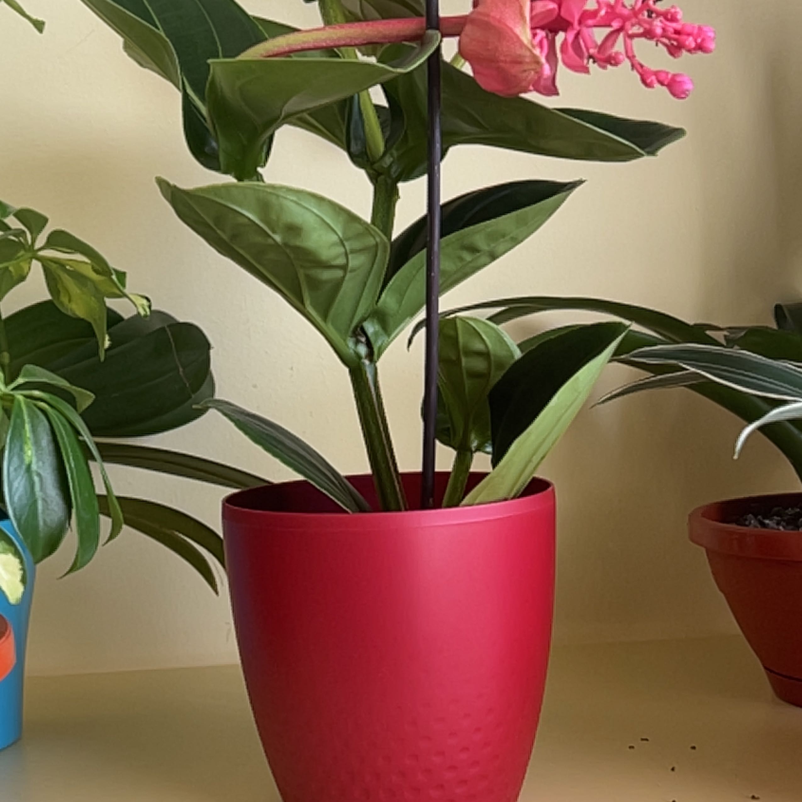 Showy Medinilla plant in a red pot with a pink flower, surrounded by other plants.