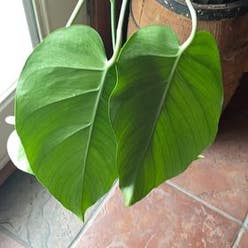 Monstera 'Albo' plant