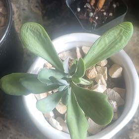 Photo of the plant species Monadenium Stapelioides variegated by @PoshNikkofir named Ulysses S Plant on Greg, the plant care app