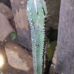 Mexican fence-post cactus plant