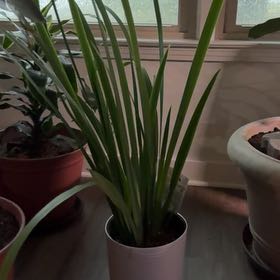 Photo of the plant species Golden Giant Iris by @ChiefButterbush named Captain Plant-it on Greg, the plant care app