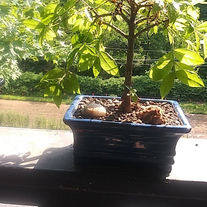 Photo of the plant species Weeping Cherry by @kimmykatsplants named Michelle Branch on Greg, the plant care app