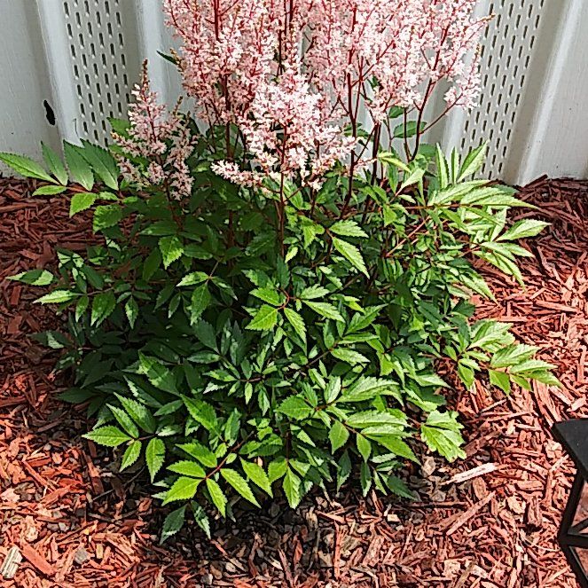 Photo of the plant species Astilbe x 'Younique Lilac™' by @kimmykatsplants named Rosa on Greg, the plant care app