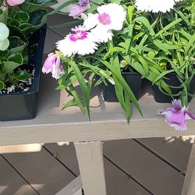 Photo of the plant species Cheddar pink by @BubblyBlue named Lebron on Greg, the plant care app