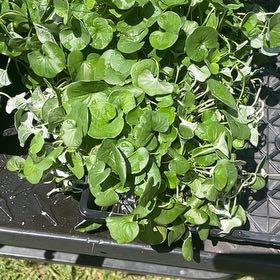 Photo of the plant species Emerald Falls Dichondra by @BubblyBlue named Fernie Mercury on Greg, the plant care app