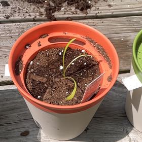 Photo of the plant species Treasure Flower by @BubblyBlue named Sage on Greg, the plant care app