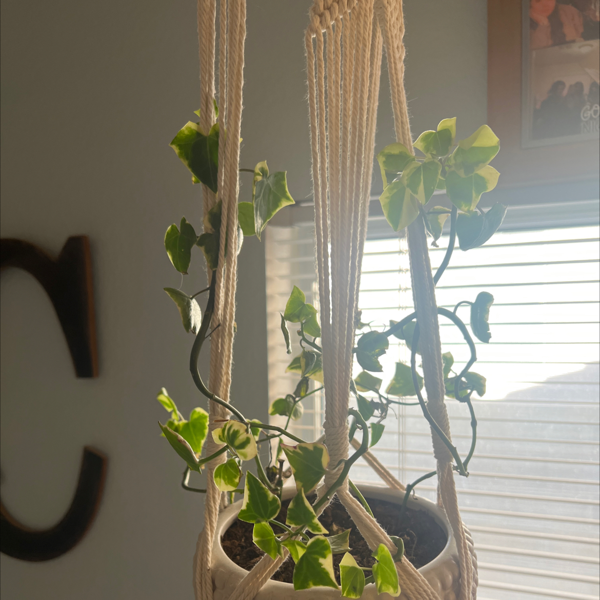 Variegated Wax Ivy plant in a hanging pot with some yellowing leaves.