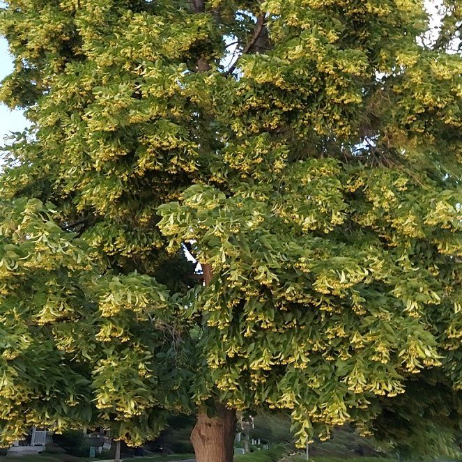 Photo of the plant species Oriental Plane Tree by @JovialCoralaloe named Baesil on Greg, the plant care app