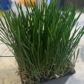 Photo of the plant species cat grass by @HumaneOxtongue named Gaga on Greg, the plant care app