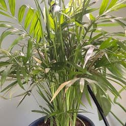 Parlour Palm plant