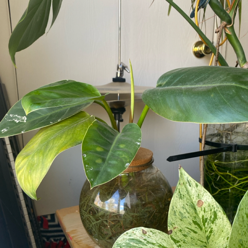 Photo of the plant species Green Diamond by @Jake-n-Jill named Glo on Greg, the plant care app