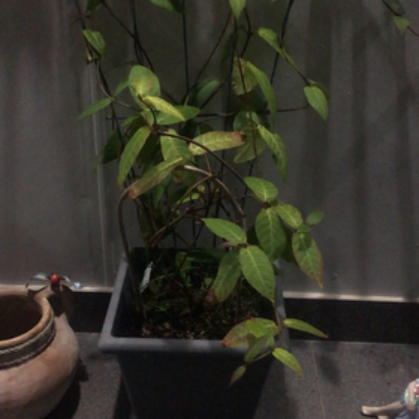 Photo of the plant species Climbing Frangipani by Samantha named Rihanna on Greg, the plant care app