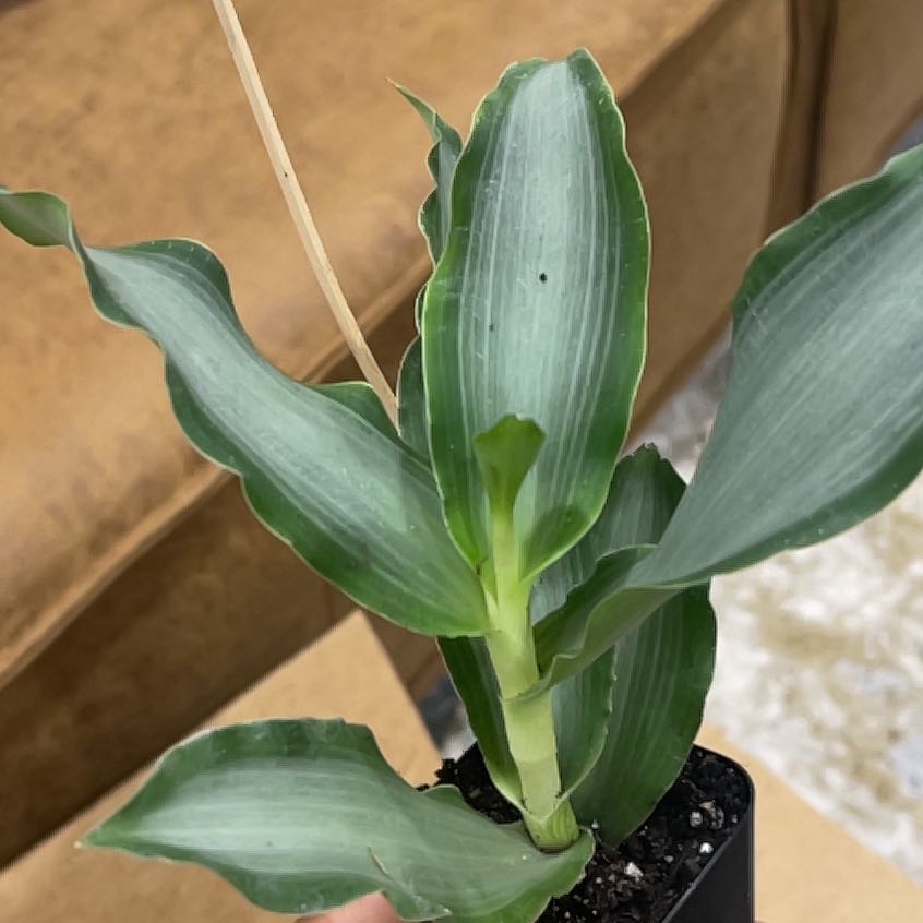 Bright Star Murdannia plant with healthy green leaves in a small pot.