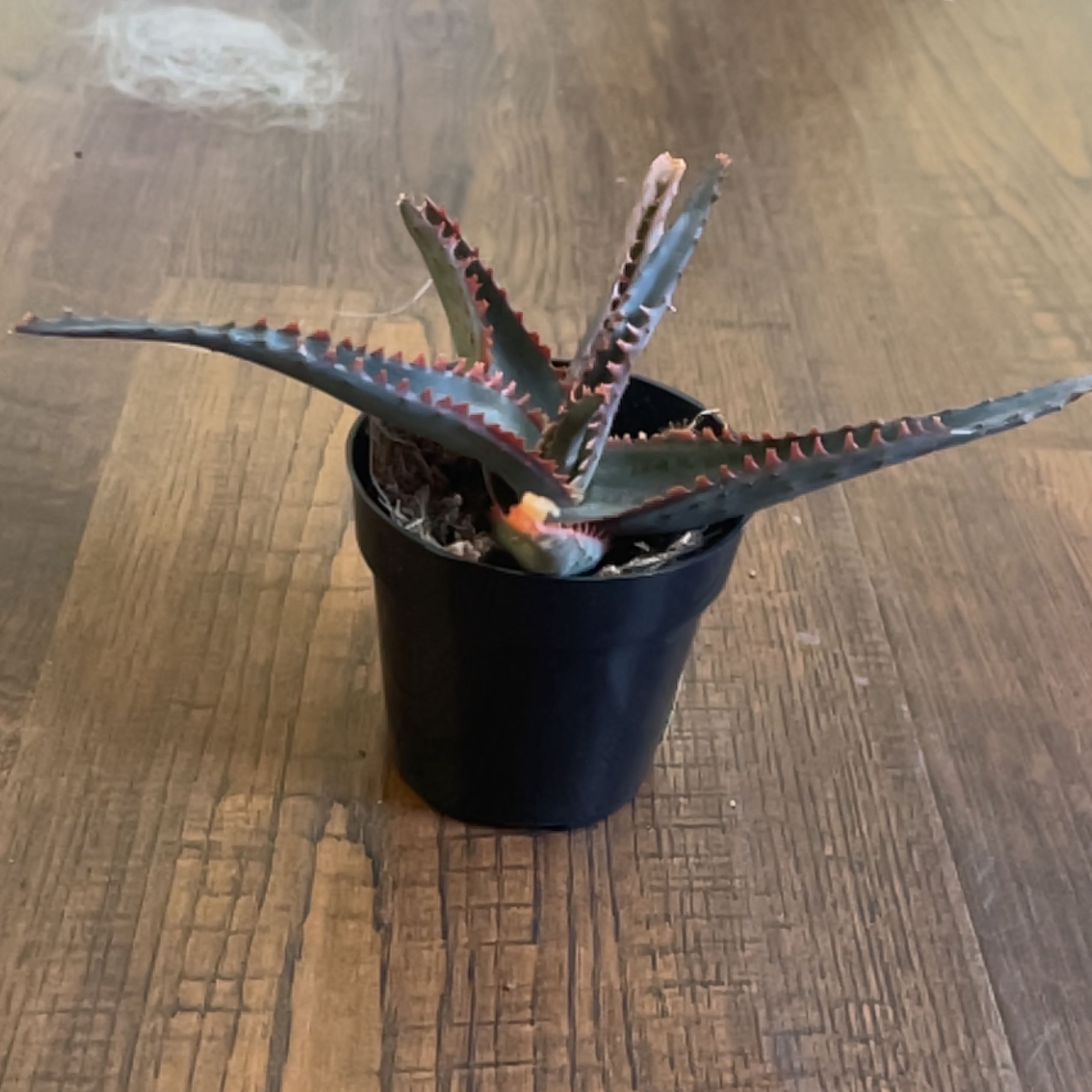 Potted Aloe 'Swordfish' plant with serrated leaves, healthy appearance.