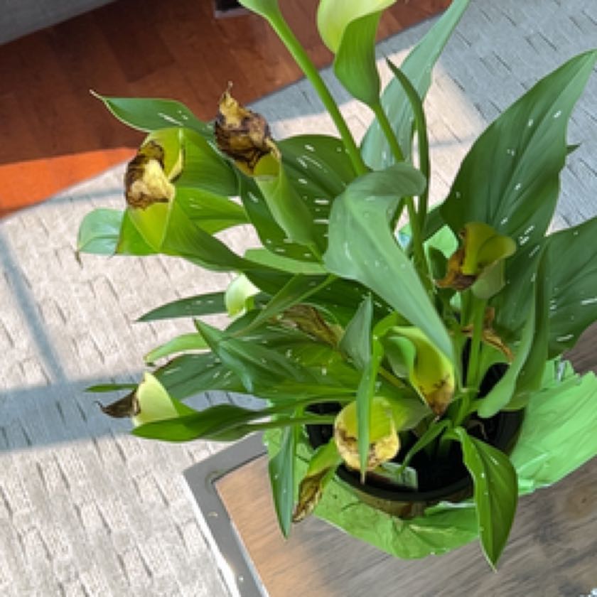 Photo of the plant species lily by @ZestKoreanfir named Huckleberry Fern on Greg, the plant care app