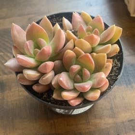 Photo of the plant species Graptosedum 'Copper Glow' by @LightMikimiki named Blossom on Greg, the plant care app