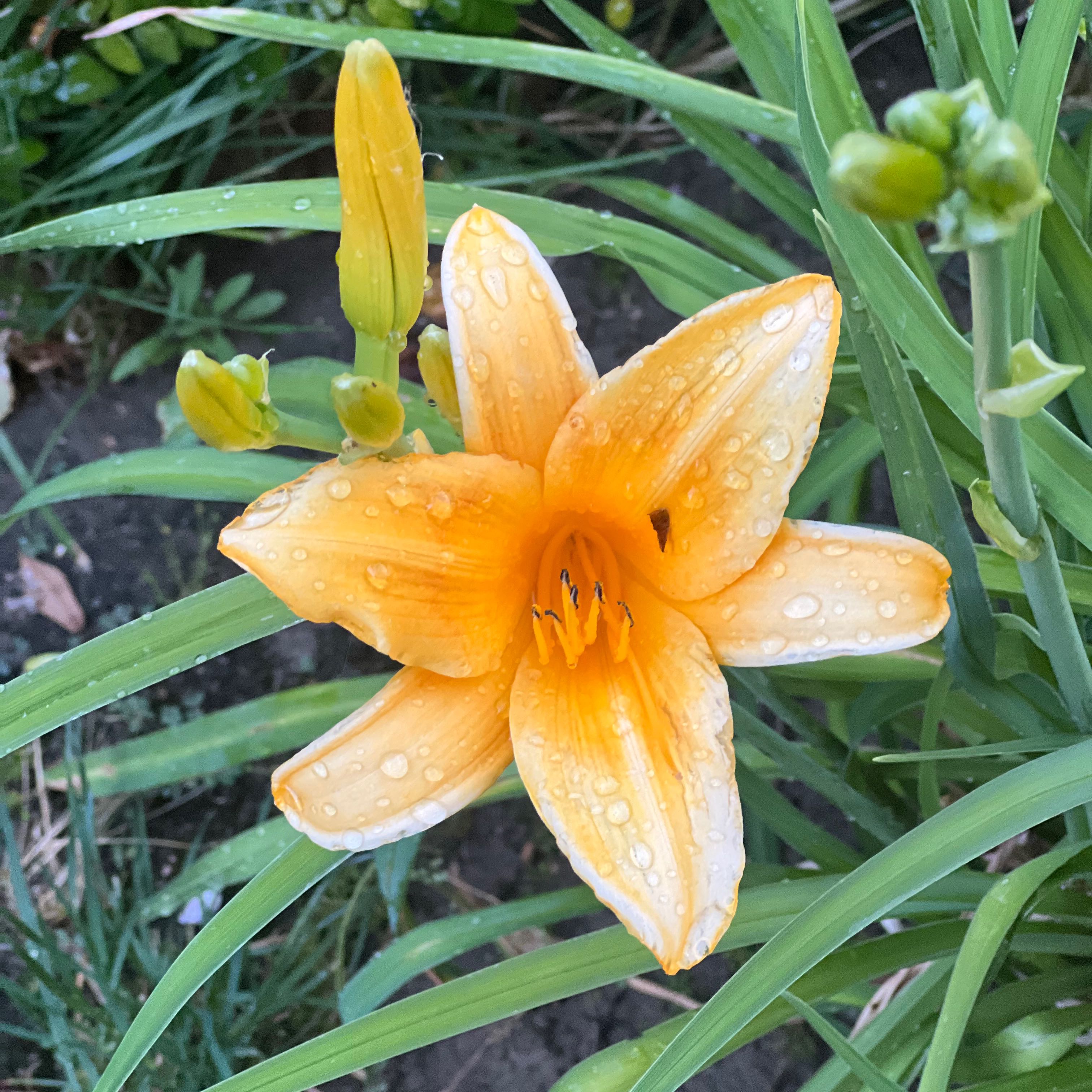 Yellow Daylily with a prominent flower and visible soil.