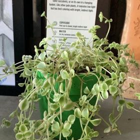 Photo of the plant species mini kitty jade by @PrimoRosebush named Apollo on Greg, the plant care app