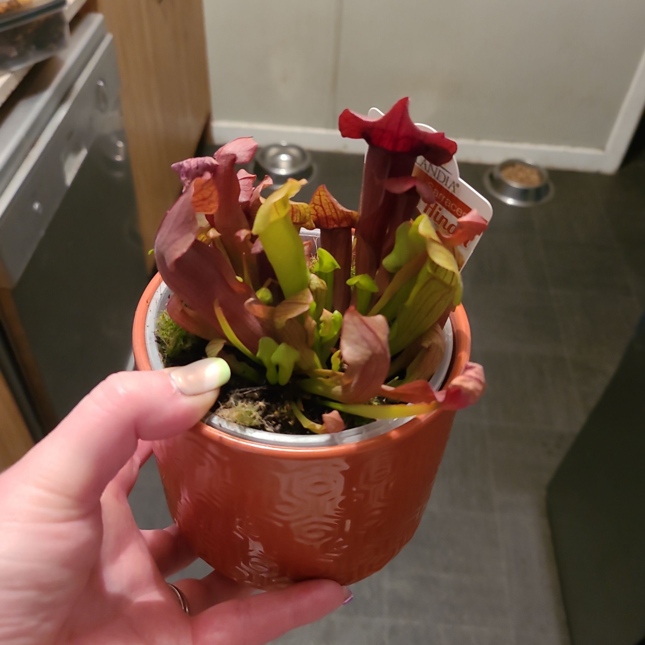 Photo of the plant species Judith Hindle Pitcher Plant by @PoetPeyote named Bruce Lee on Greg, the plant care app