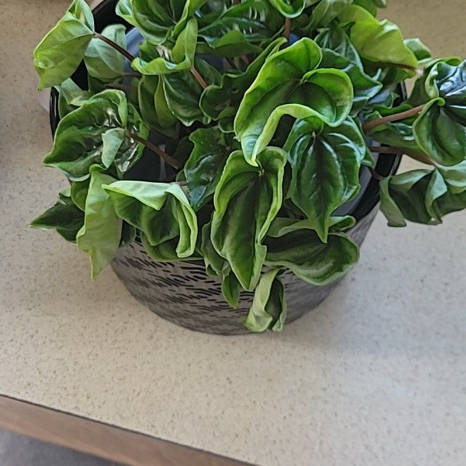 Photo of the plant species peperomia wavy gravy by @PoetPeyote named Clooney on Greg, the plant care app