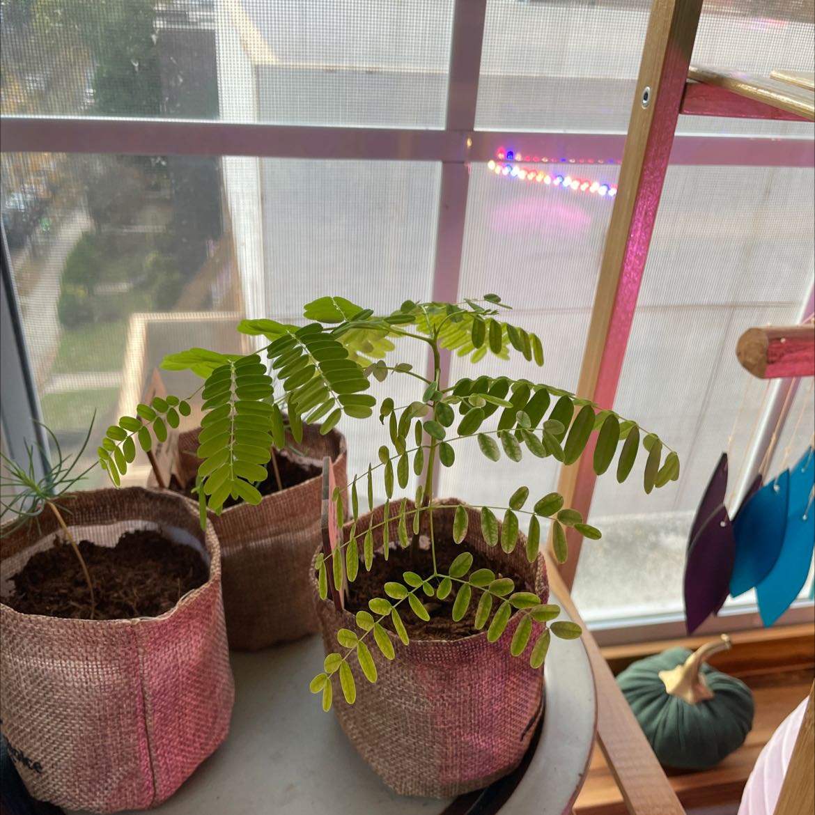Young Flamboyant Tree in a pot near a window with healthy green leaves.