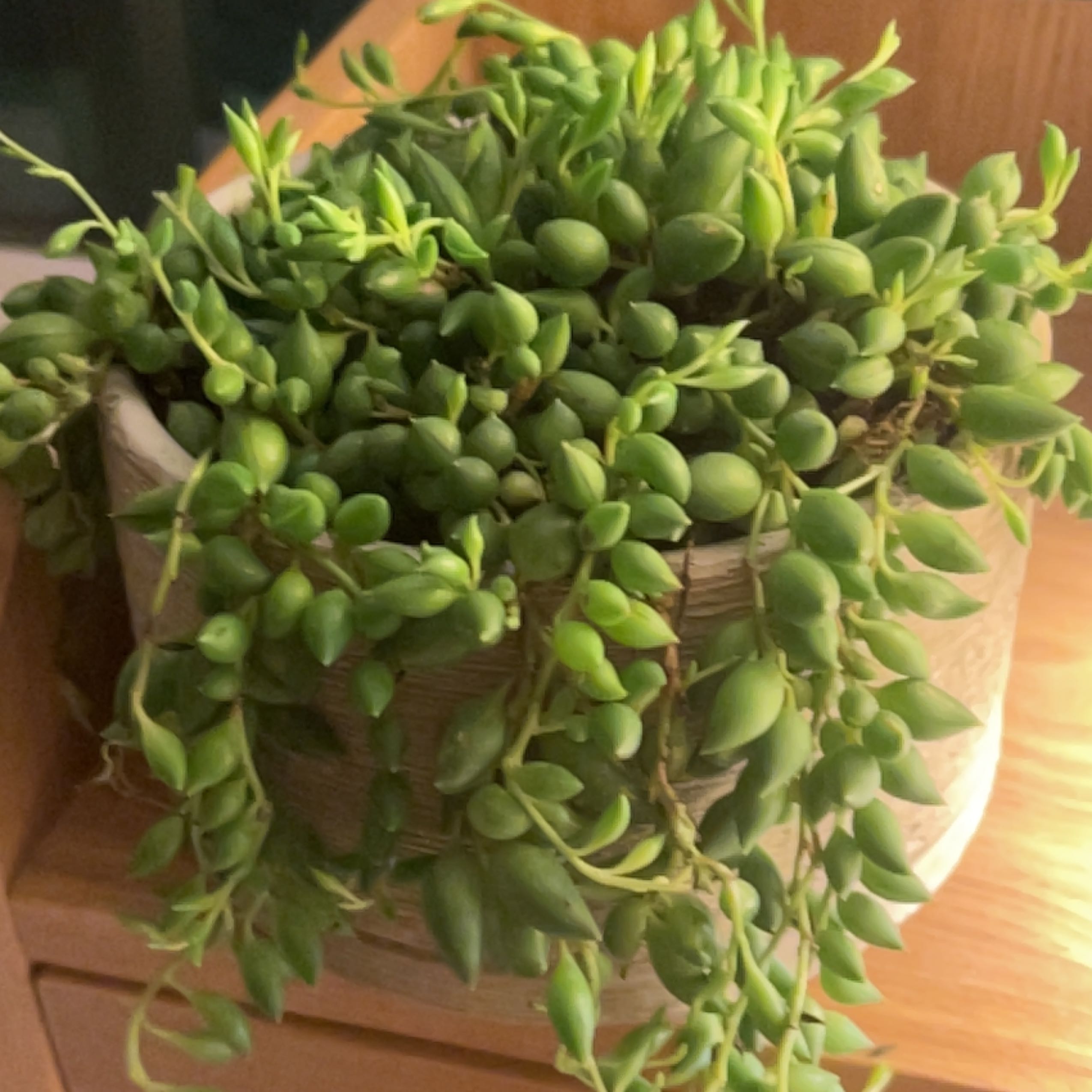 Healthy String of Raindrops plant in a pot with vibrant green leaves.