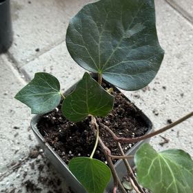 Photo of the plant species Canarian Ivy by @DistinctMakole named Bella on Greg, the plant care app
