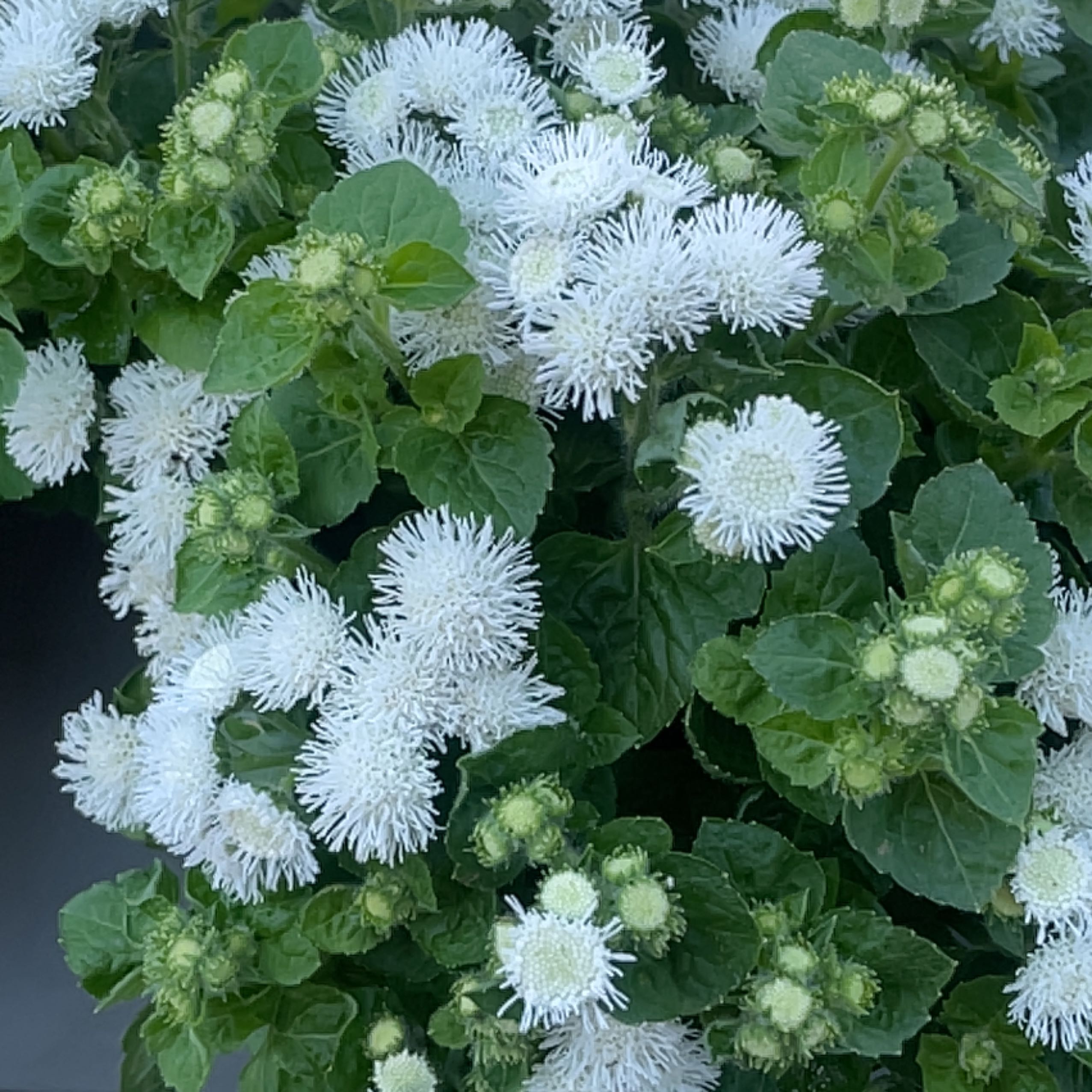 Blue Billygoat Weed with dense clusters of white, fluffy flowers and green leaves.