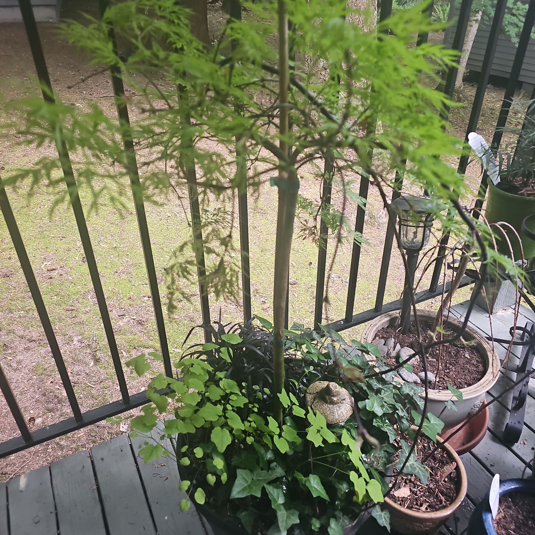 Photo of the plant species Laceleaf Japanese Maple by @SinewyKamahi named Japanese Maple & Friends on Greg, the plant care app