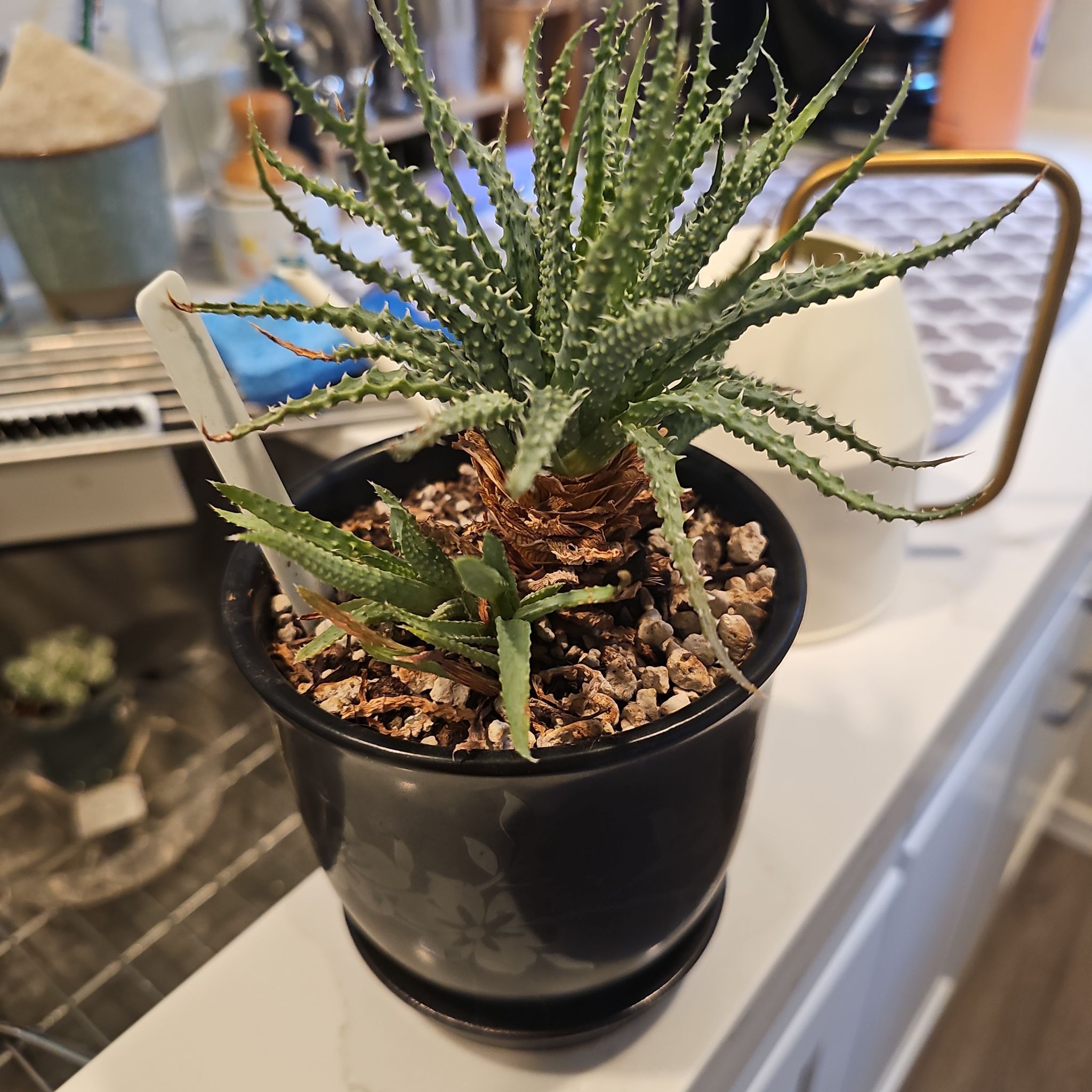 Photo of the plant species Dyckia by @SinewyKamahi named Dyckia Fosteriana on Greg, the plant care app