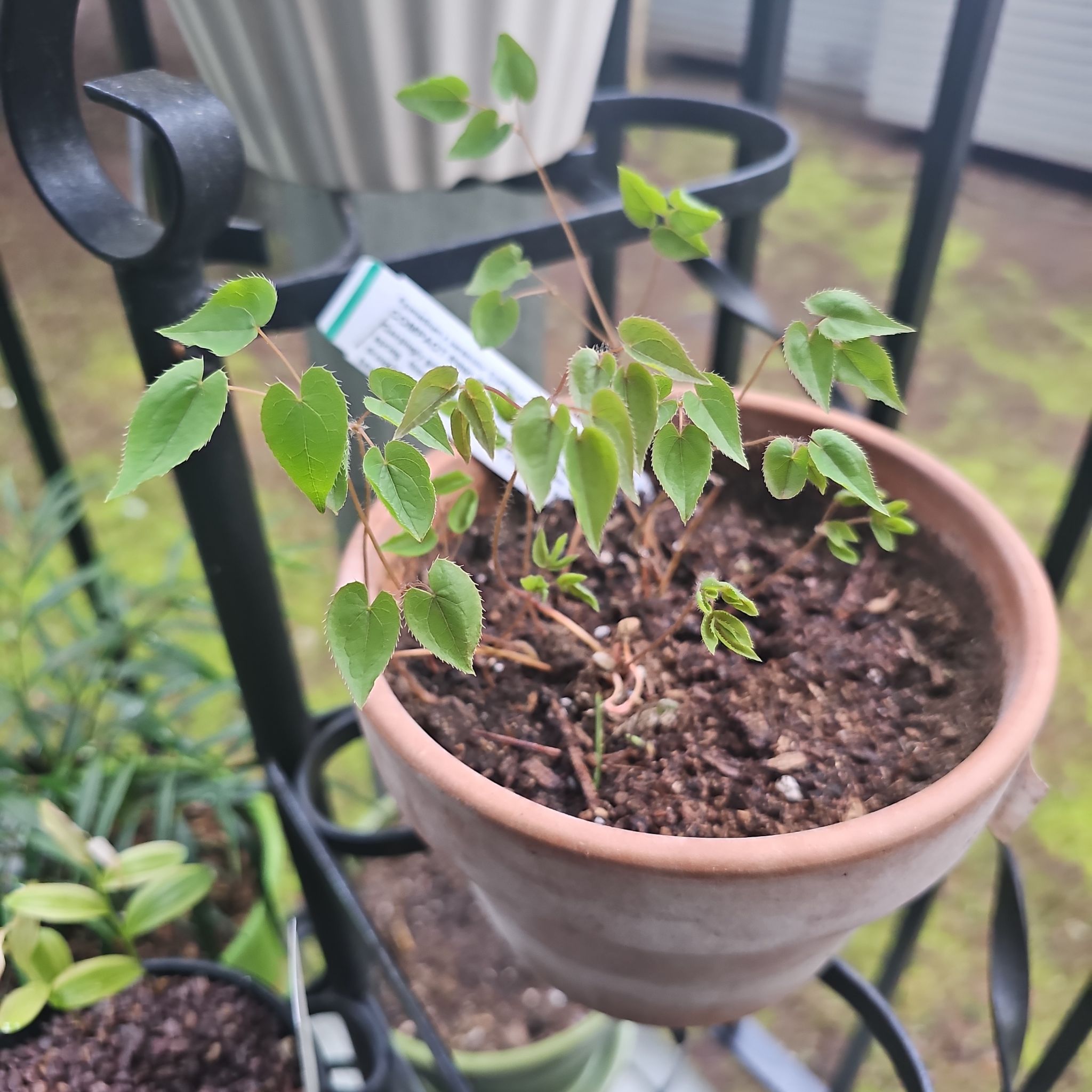 Photo of the plant species Barrenwort by @SinewyKamahi named Compact Pink & Yellow Bicolor Epimedium on Greg, the plant care app