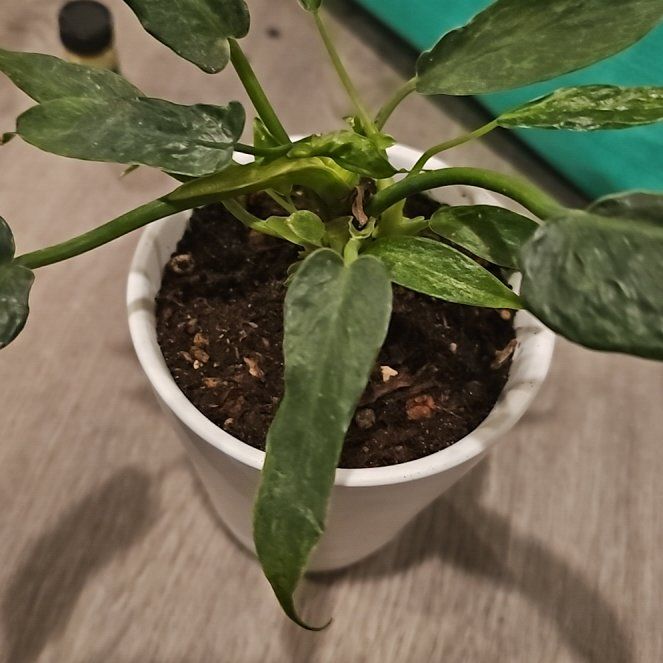 Photo of the plant species Philodendron 'Lime Fiddle' by @SinewyKamahi named Philodendron Lime Fiddle on Greg, the plant care app