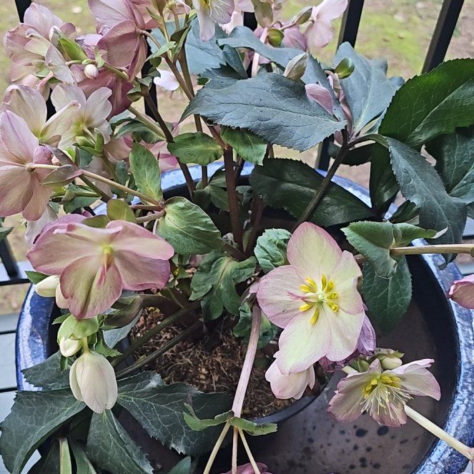 Photo of the plant species Hellebore by @SinewyKamahi named Hellebore (Large) on Greg, the plant care app