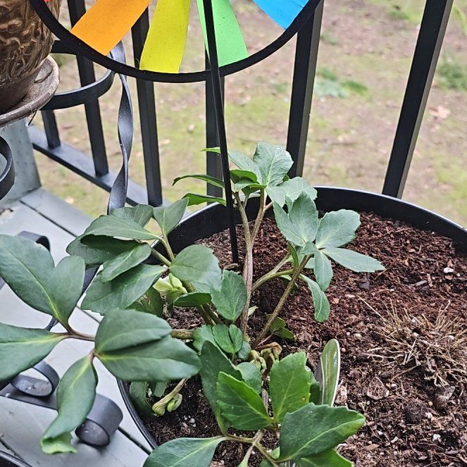 Photo of the plant species Hellebore by @SinewyKamahi named Rainbow Pot on Greg, the plant care app