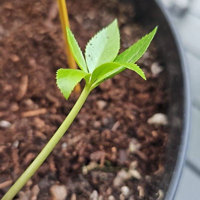 Photo of the plant species Hellebore by @SinewyKamahi named Cat Pot on Greg, the plant care app