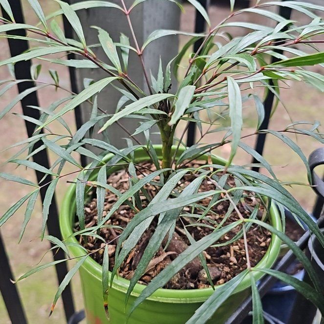 Photo of the plant species Soft Caress Mahonia by @SinewyKamahi named Soft Caress Mahonia on Greg, the plant care app