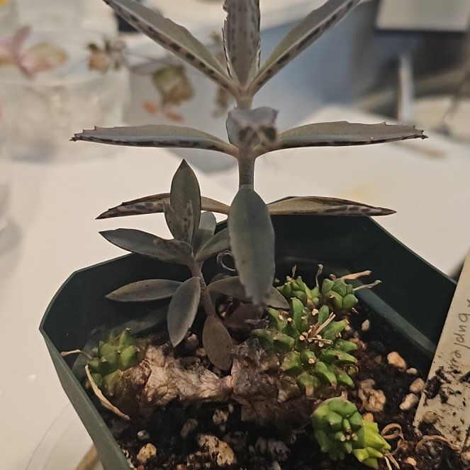 Photo of the plant species Mother of Millions by @SinewyKamahi named Mother of Millions on Greg, the plant care app