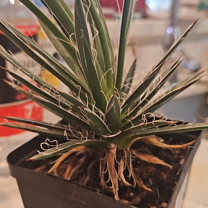 Photo of the plant species Thread Agave by @SinewyKamahi named Thread Agave on Greg, the plant care app