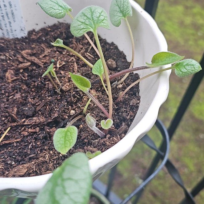 Photo of the plant species Brunnera 'Looking Glass' by @SinewyKamahi named Looking Glass Silver Brunnera on Greg, the plant care app
