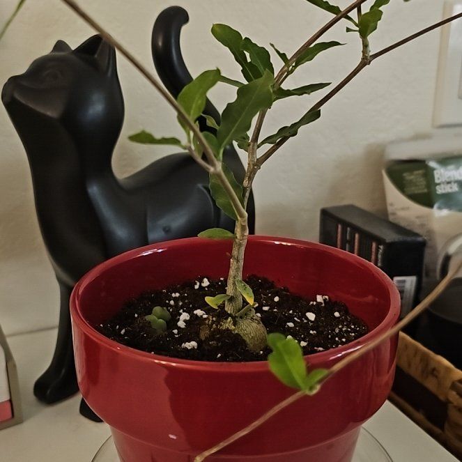 Photo of the plant species Fockea Edulis by @SinewyKamahi named Focea Edulis on Greg, the plant care app