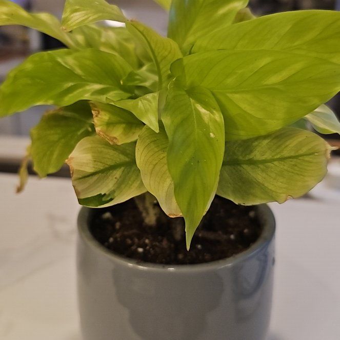 Photo of the plant species Calathea Yellow Fusion by @SinewyKamahi named Calathea Yellow Fusion on Greg, the plant care app