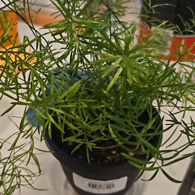 Photo of the plant species Fern by @SinewyKamahi named Asparagus Sprengeri on Greg, the plant care app