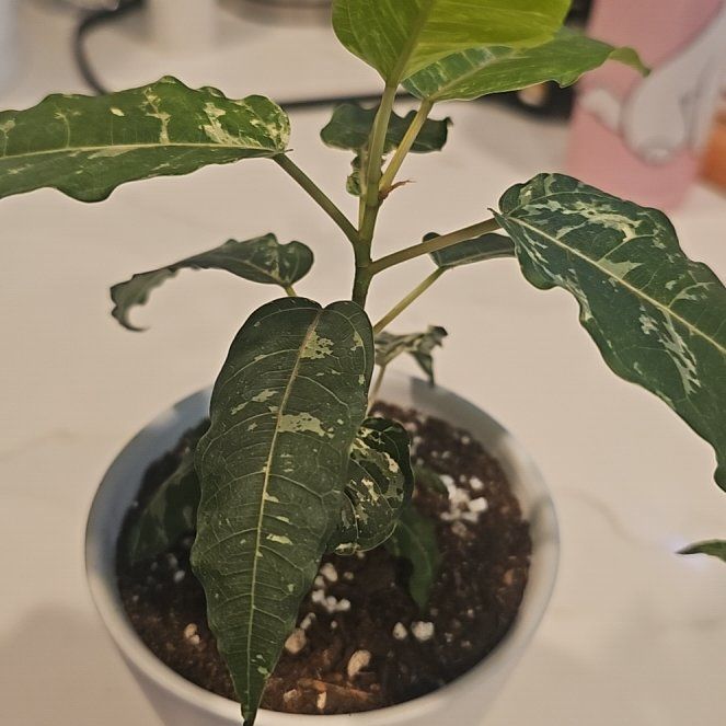 Photo of the plant species Clown Fig by @SinewyKamahi named Ficus Aspera on Greg, the plant care app