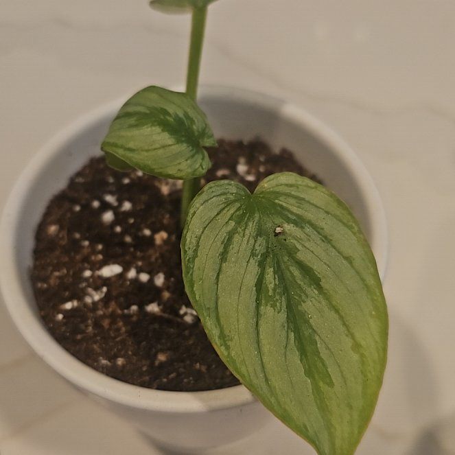 Photo of the plant species Philodendron mamei by @SinewyKamahi named Philodendron Mamei on Greg, the plant care app