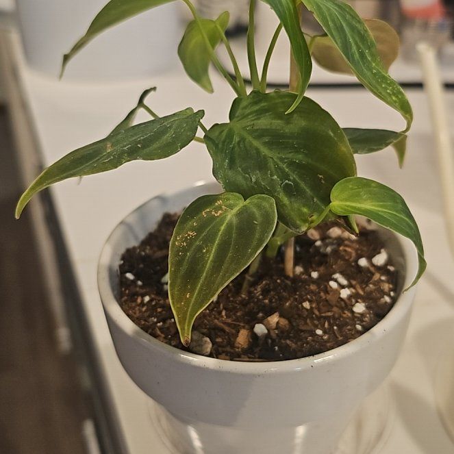 Photo of the plant species Philodendron Splendid by @SinewyKamahi named Philodendron Spendid x Milano on Greg, the plant care app