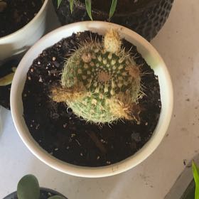 Photo of the plant species Notocactus elegans by @Anxieteabubble named Delilah on Greg, the plant care app