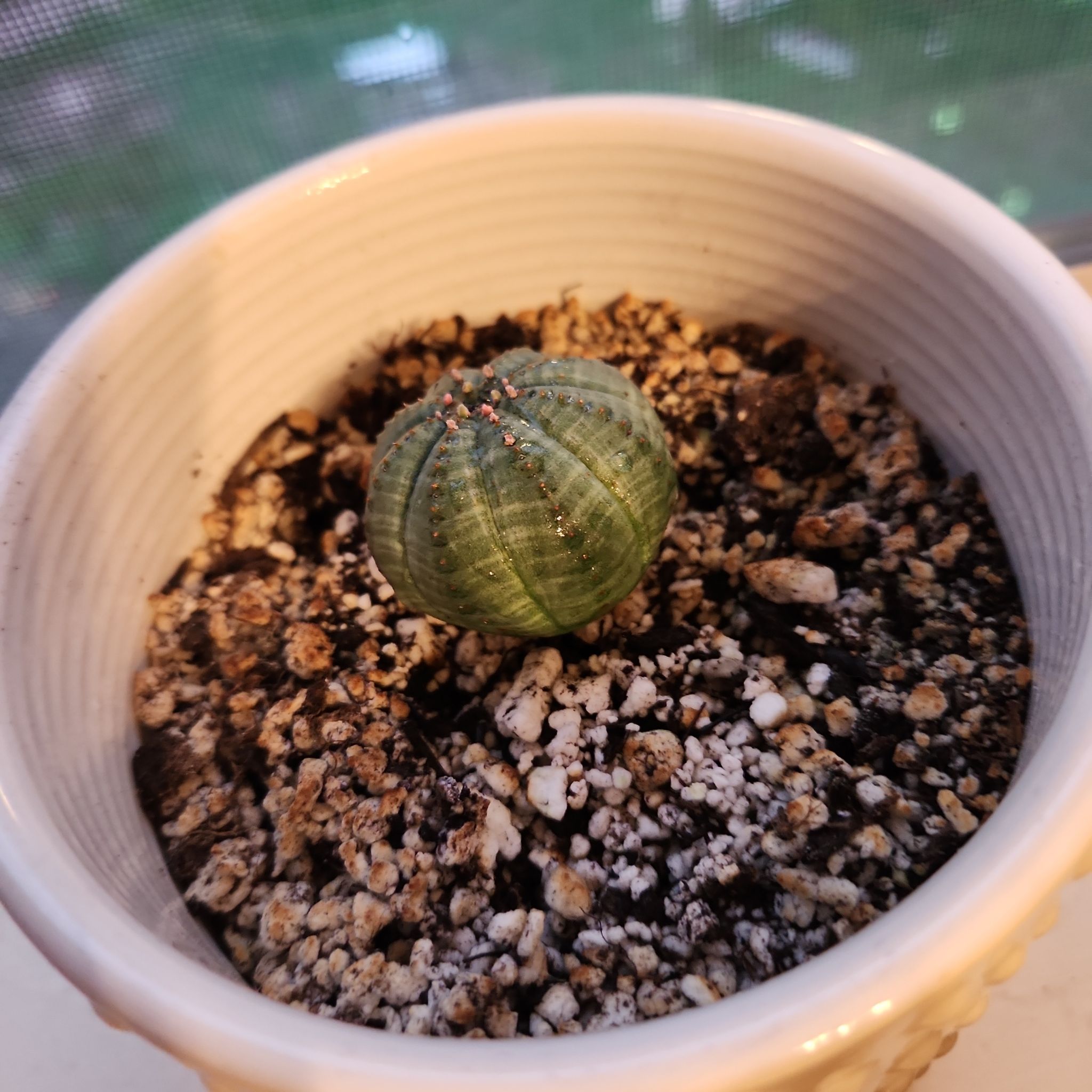 Baseball Plant (Euphorbia obesa) in a white pot with visible soil.