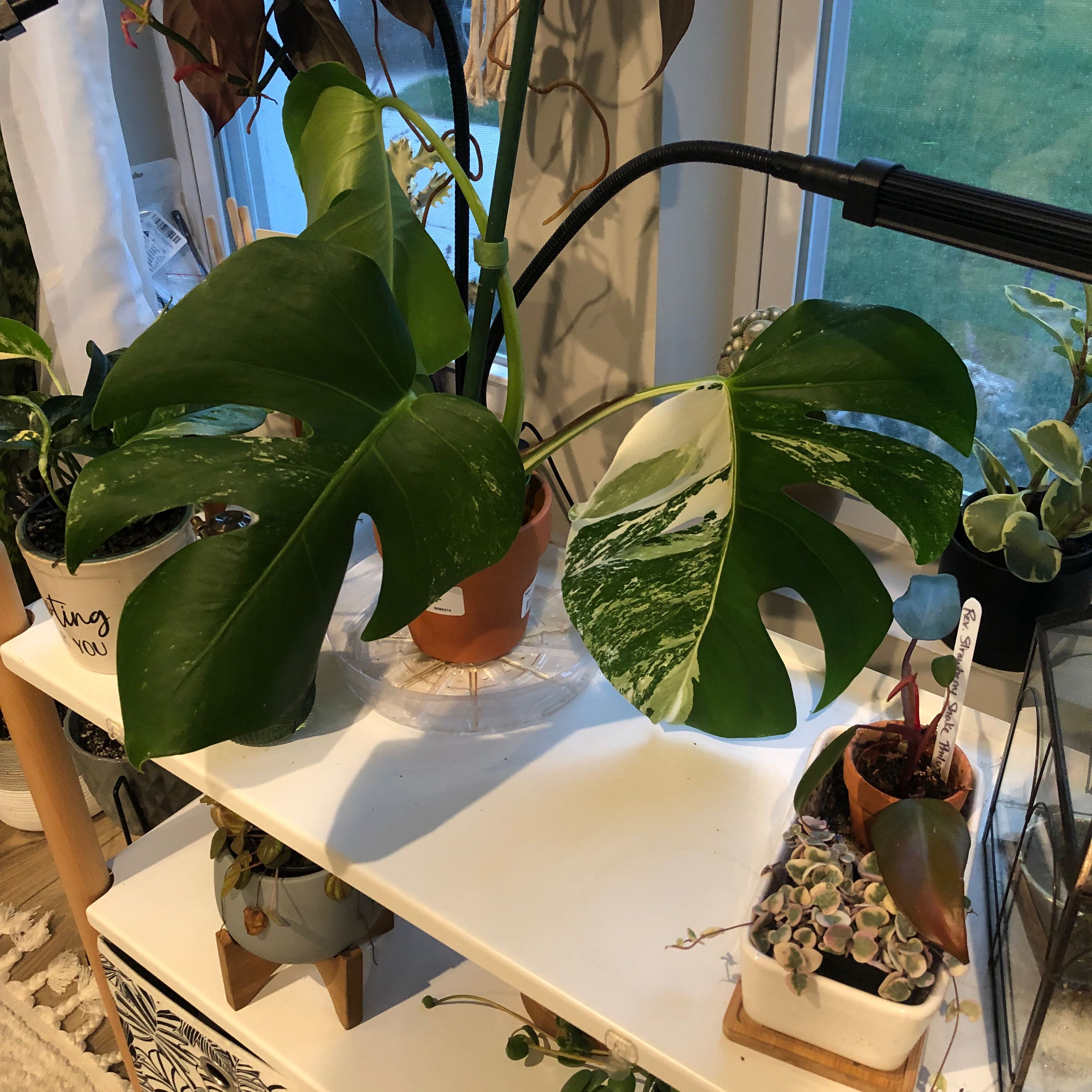Monstera 'Albo' plant with variegated leaves on an indoor shelf.