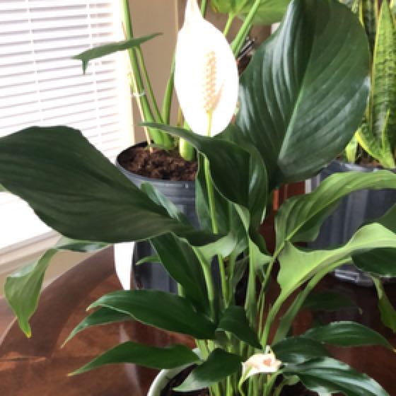 Lilly